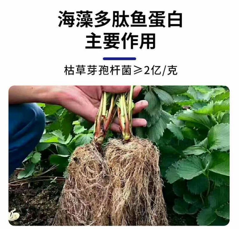海藻多肽鱼蛋白高效叶面肥一喷绿生根壮苗膨果增产蔬菜果树冲