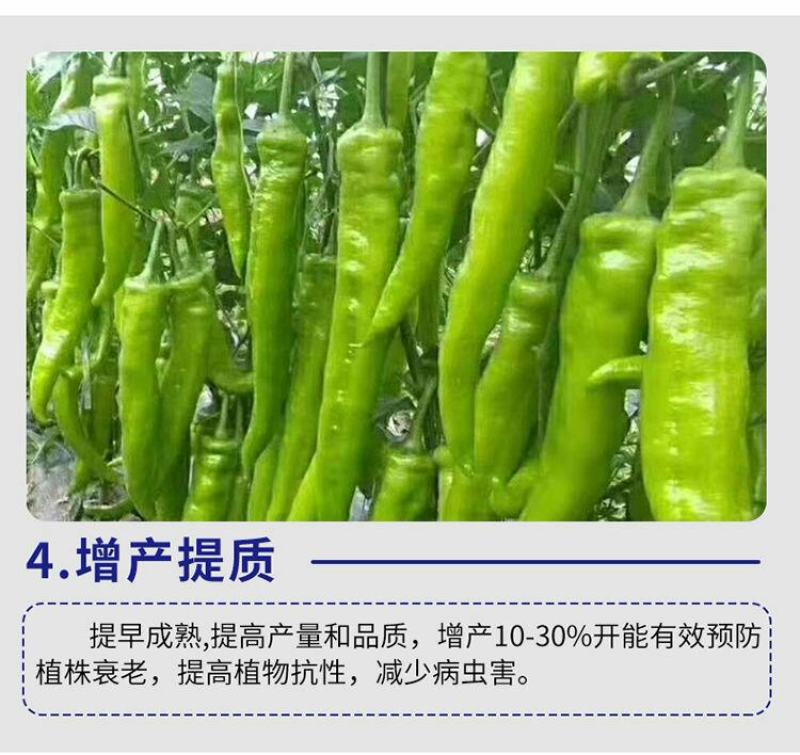 海藻多肽鱼蛋白高效叶面肥一喷绿生根壮苗膨果增产蔬菜果树冲