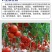 海藻多肽鱼蛋白高效叶面肥一喷绿生根壮苗膨果增产蔬菜果树冲
