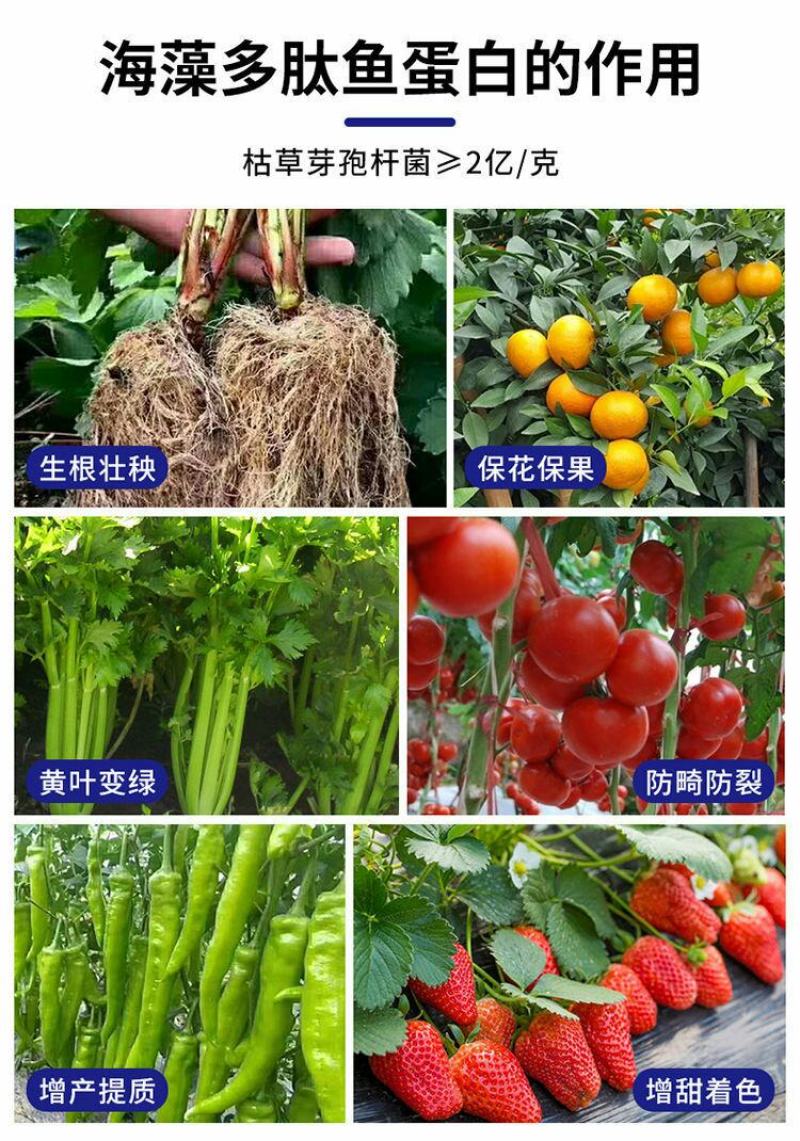 海藻多肽鱼蛋白高效叶面肥一喷绿生根壮苗膨果增产蔬菜果树冲