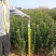 大叶黄杨大黄杨苗山东招远，3分支以上大冠幅，量大质优