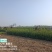 大叶黄杨大黄杨苗山东招远，3分支以上大冠幅，量大质优