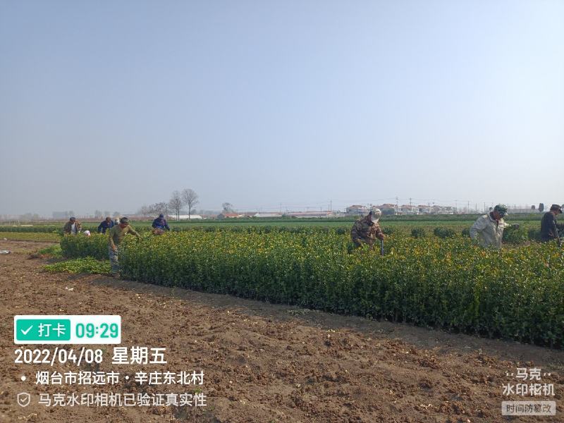 大叶黄杨大黄杨苗山东招远，3分支以上大冠幅，量大质优