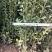 大叶黄杨大黄杨苗山东招远，3分支以上大冠幅，量大质优