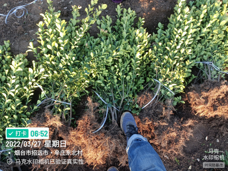 大叶黄杨大黄杨苗山东招远，3分支以上大冠幅，量大质优