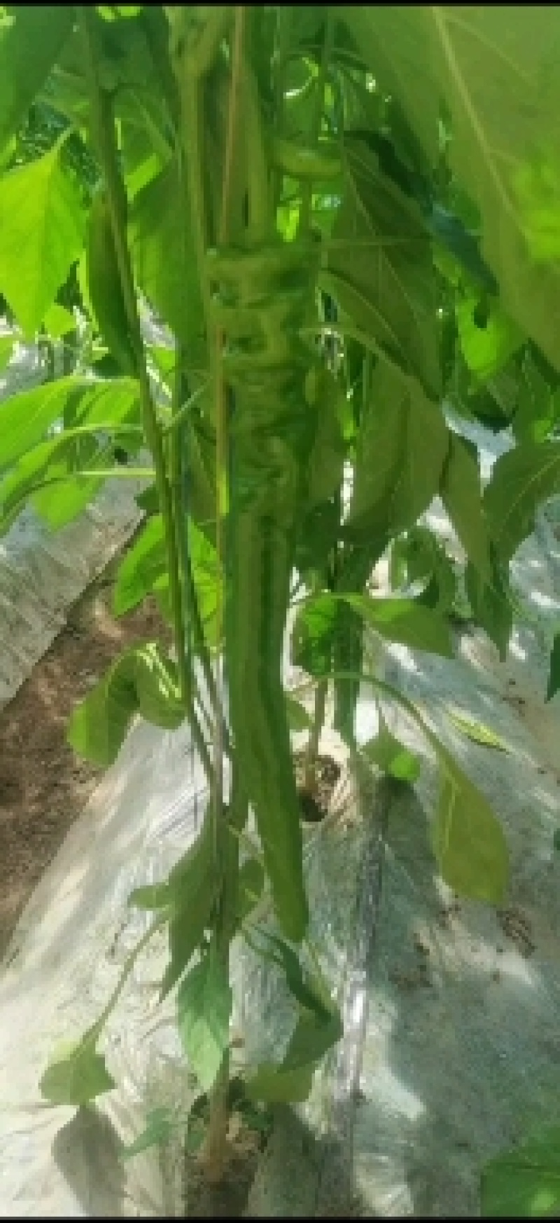 螺丝椒螺丝椒一年一度青海螺丝椒上市万亩大棚质量优等，欢迎