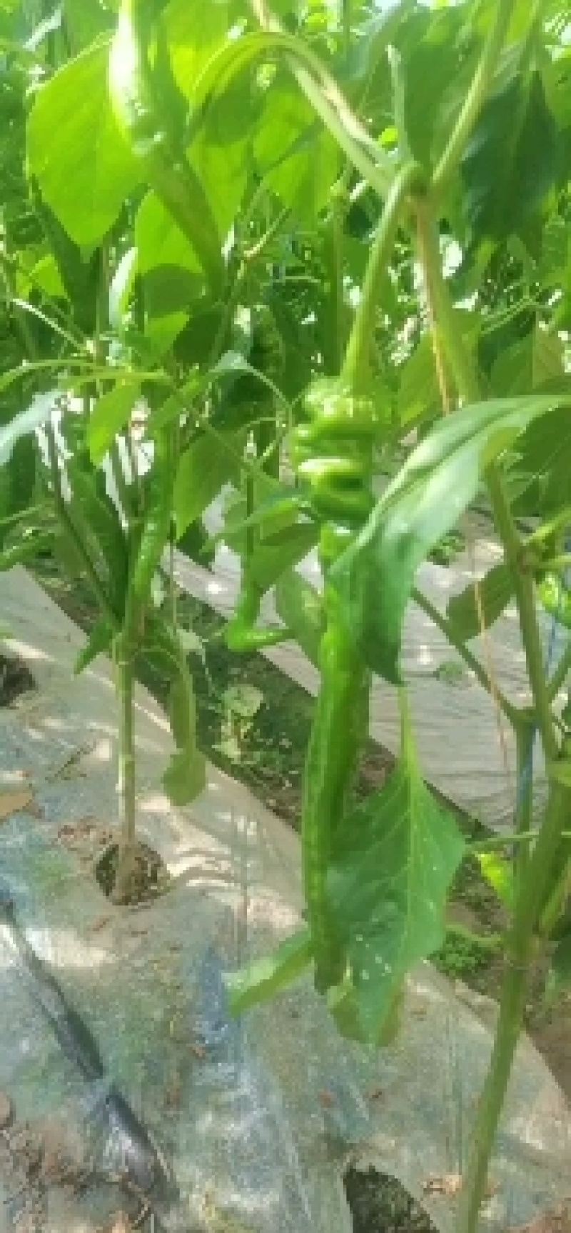螺丝椒螺丝椒一年一度青海螺丝椒上市万亩大棚质量优等，欢迎