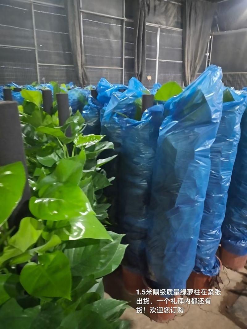 1.5米鼎级质量绿萝柱在紧张出货，一个礼拜内都还有货直发
