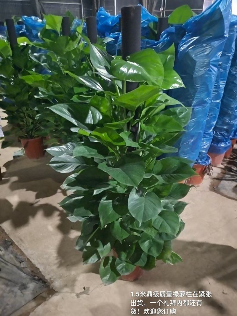 1.5米鼎级质量绿萝柱在紧张出货，一个礼拜内都还有货直发