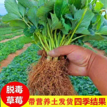 四季草莓苗脱毒盆栽地栽阳台果树苗南北方种植当年结果