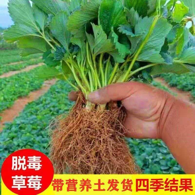 四季草莓苗脱毒盆栽地栽阳台果树苗南北方种植当年结果