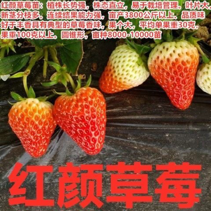 四季草莓苗脱毒盆栽地栽阳台果树苗南北方种植当年结果