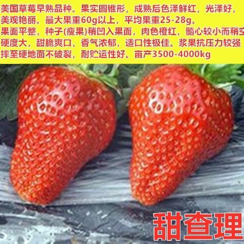 四季草莓苗脱毒盆栽地栽阳台果树苗南北方种植当年结果