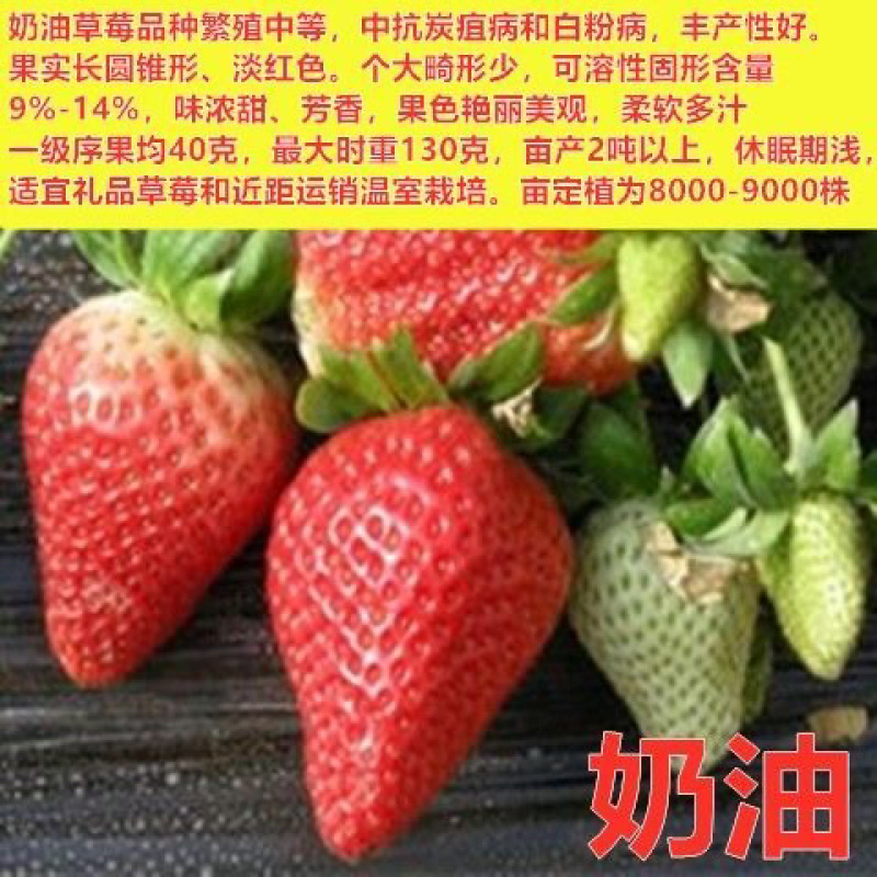 四季草莓苗脱毒盆栽地栽阳台果树苗南北方种植当年结果