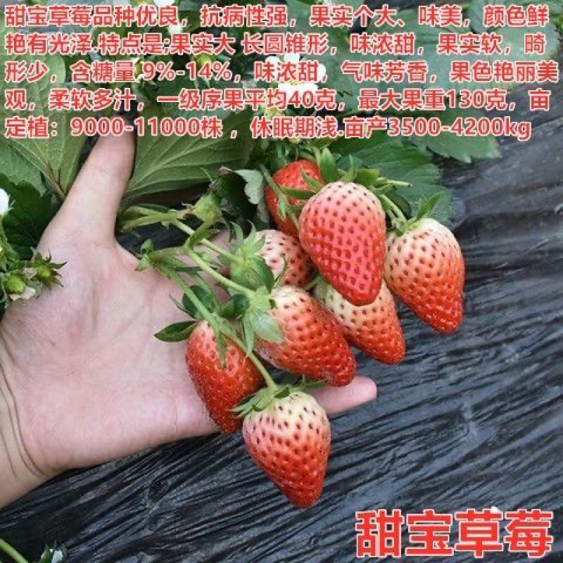四季草莓苗脱毒盆栽地栽阳台果树苗南北方种植当年结果