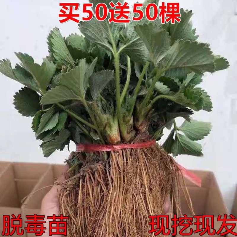 四季草莓苗脱毒盆栽地栽阳台果树苗南北方种植当年结果