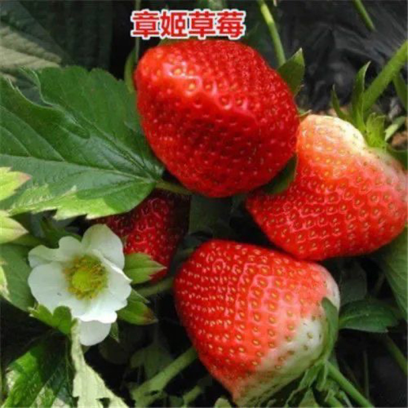 四季草莓苗脱毒盆栽地栽阳台果树苗南北方种植当年结果