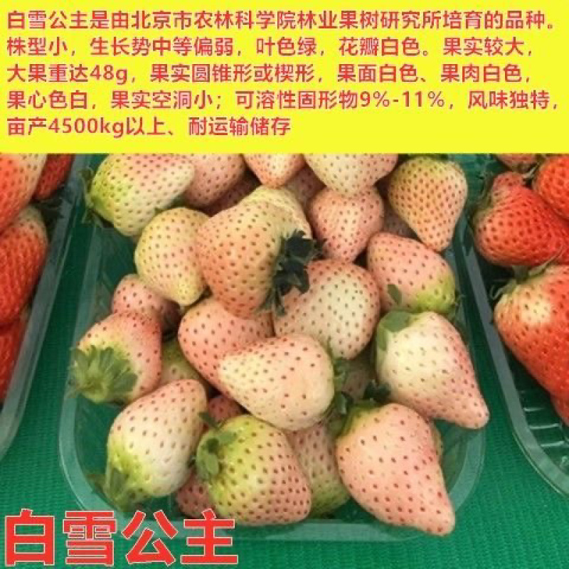 四季草莓苗脱毒盆栽地栽阳台果树苗南北方种植当年结果