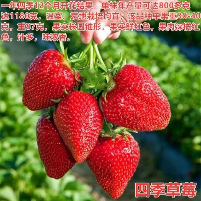 四季草莓苗脱毒盆栽地栽阳台果树苗南北方种植当年结果