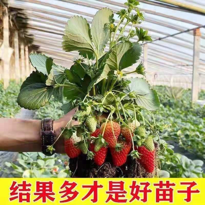 四季草莓苗脱毒盆栽地栽阳台果树苗南北方种植当年结果
