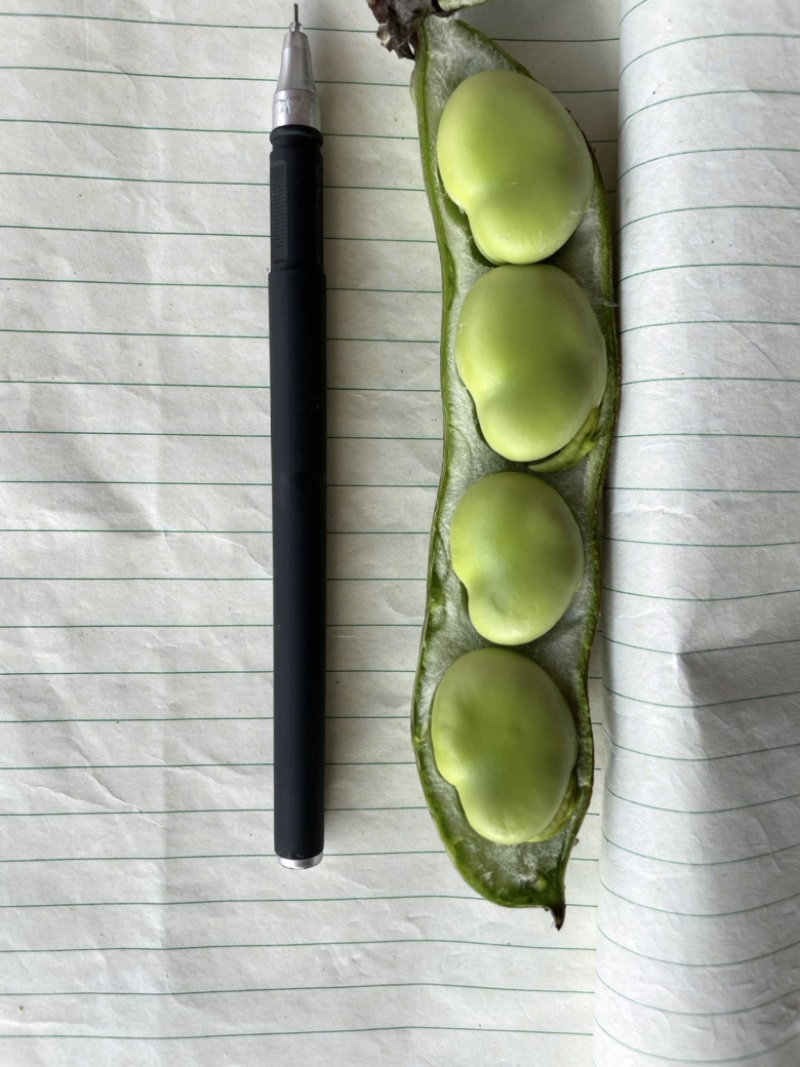 大青蚕豆青米蚕豆大量上市中，产地直采，物美价优