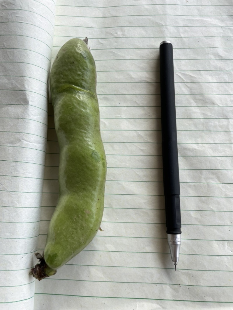 大青蚕豆青米蚕豆大量上市中，产地直采，物美价优