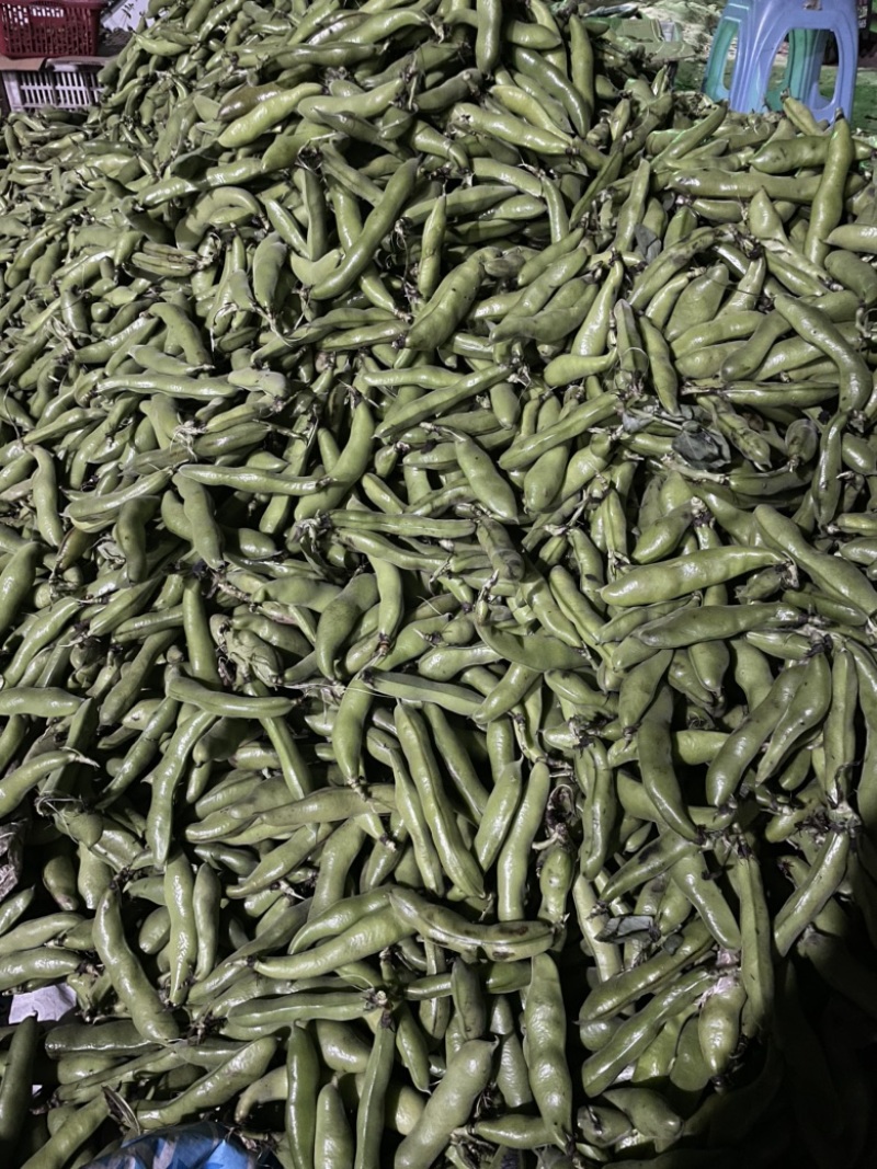 大青蚕豆青米蚕豆大量上市中，产地直采，物美价优
