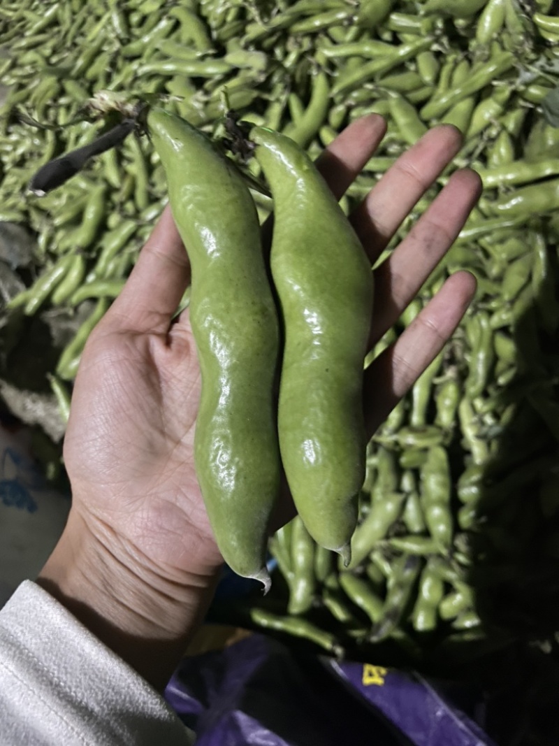 大青蚕豆青米蚕豆大量上市中，产地直采，物美价优