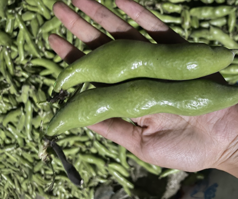 大青蚕豆青米蚕豆大量上市中，产地直采，物美价优