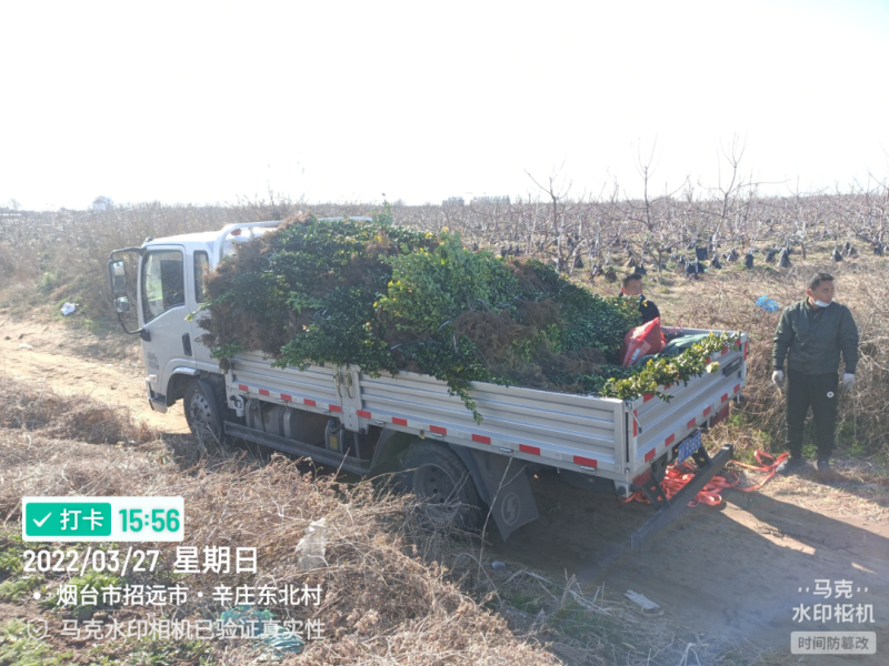 冬青苗山东招远大叶黄杨苗，冬青苗产地直销大量供应