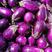 产地直供大量优质紫光圆茄，个头匀，颜色亮，无空心，可各种