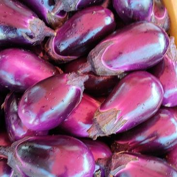产地直供大量优质紫光圆茄，个头匀，颜色亮，无空心，可各种