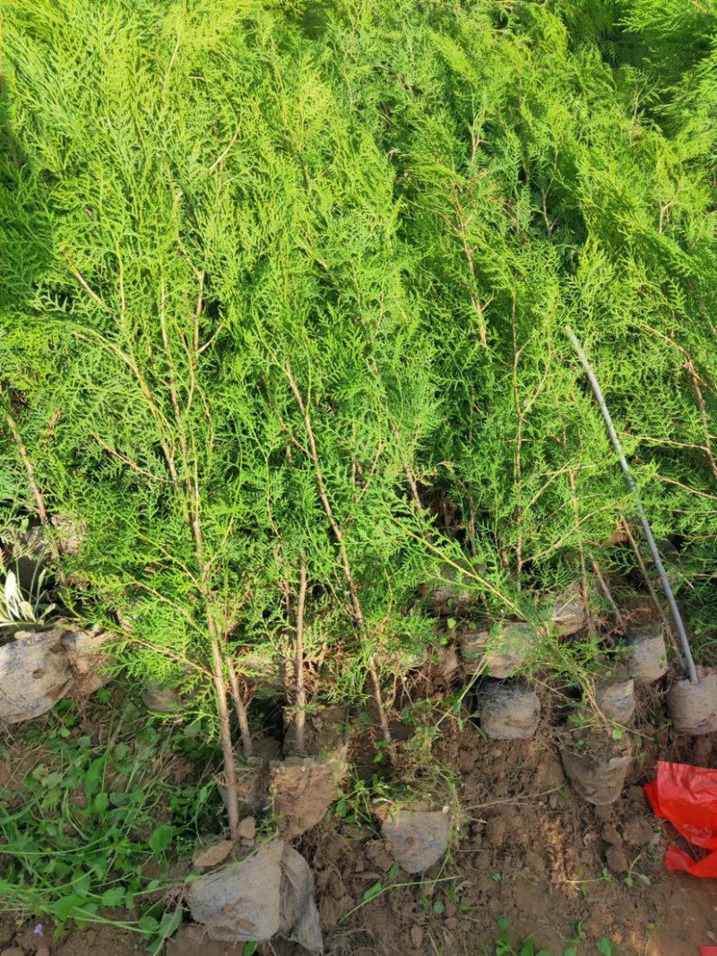 侧柏