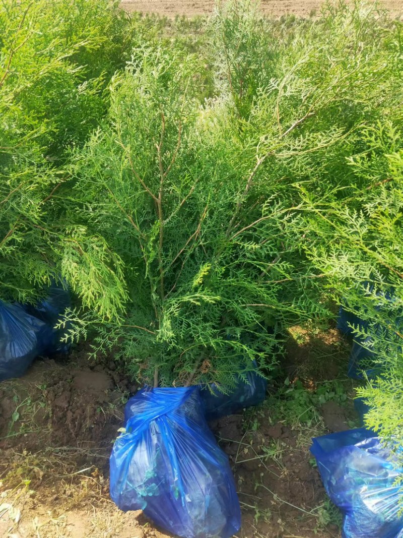 侧柏