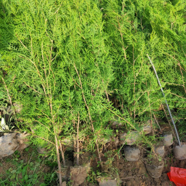 侧柏