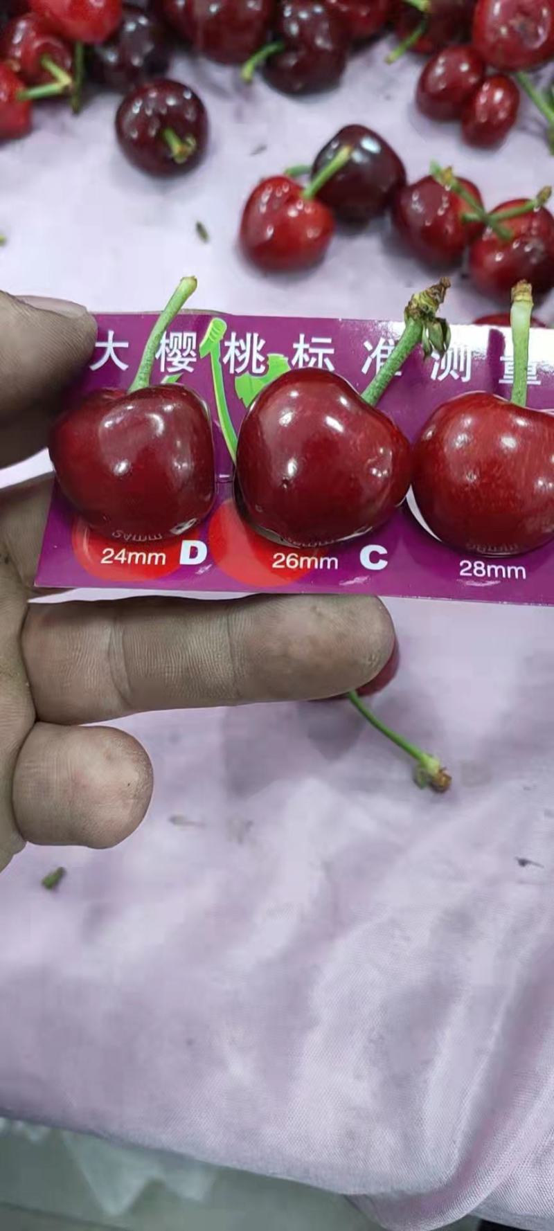 山东大棚樱桃，现以大量上市，支持电商，支持全国发货。