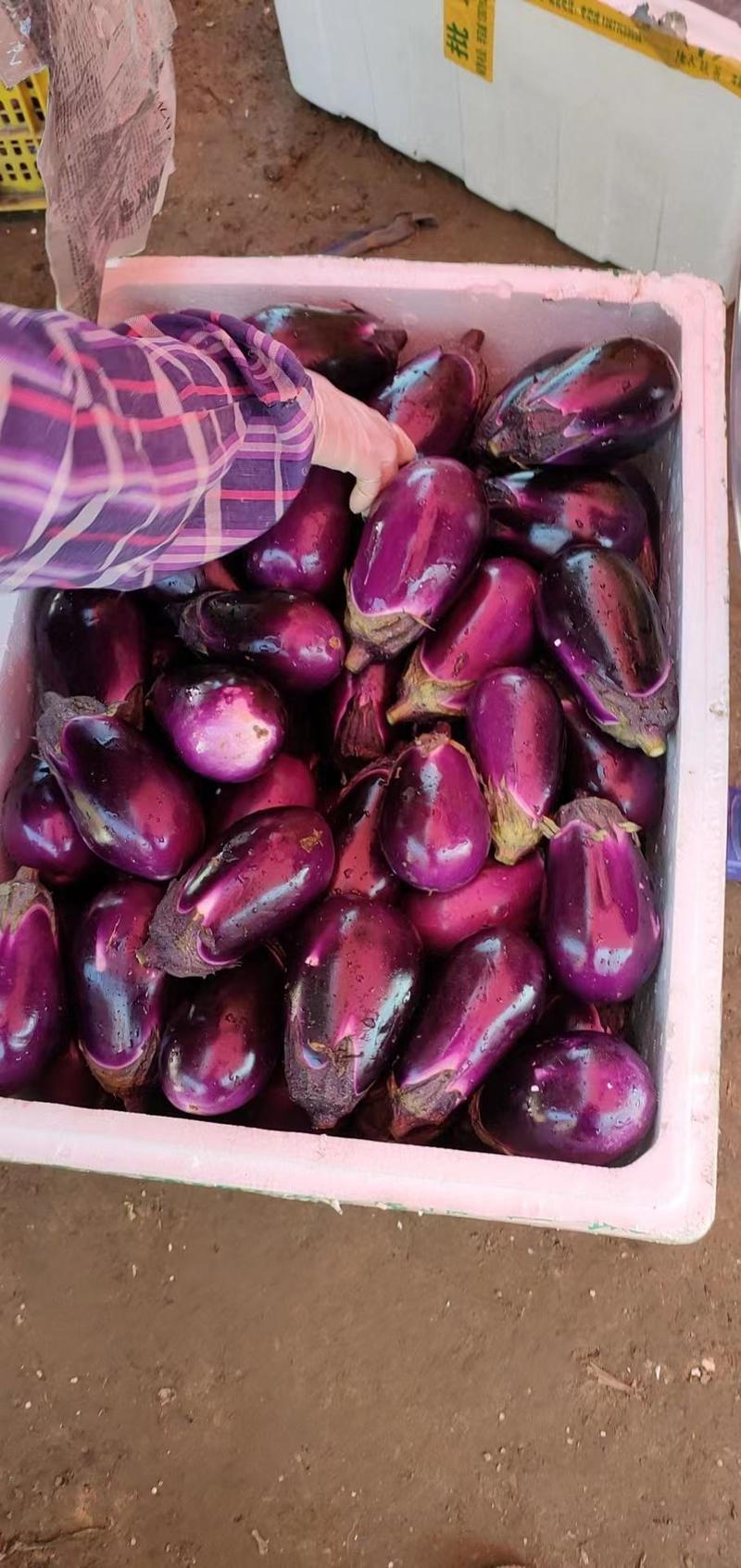 广西圆茄茄子紫光圆茄大量上市货源充足产地直发欢迎采购