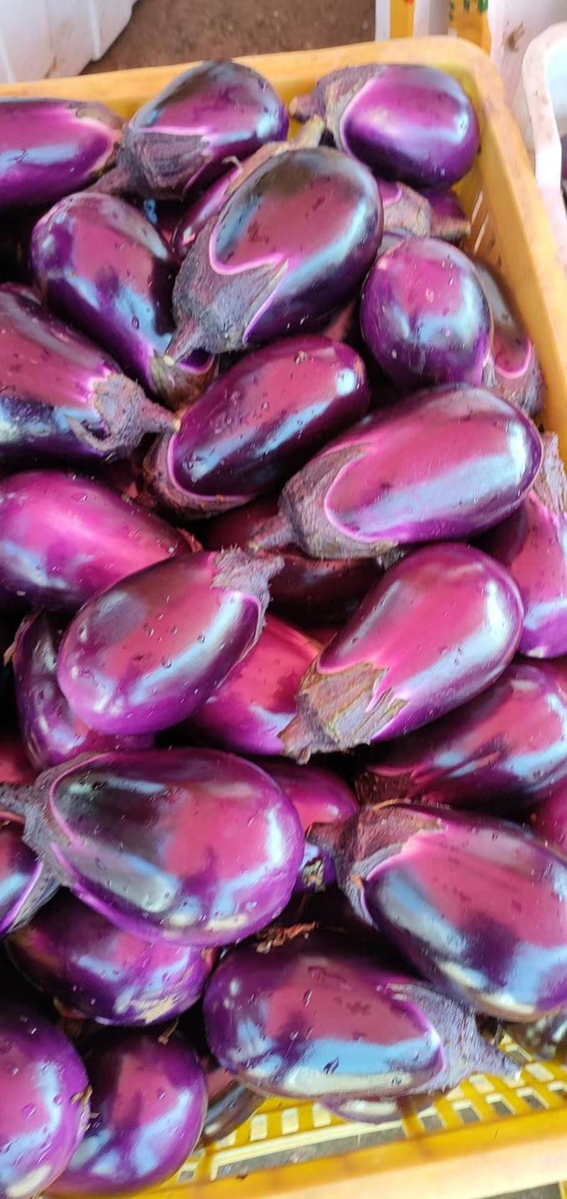 广西圆茄茄子紫光圆茄大量上市货源充足产地直发欢迎采购