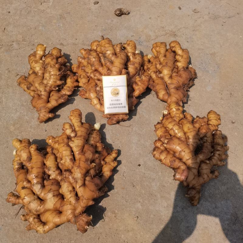湖南高山姜的品种以小黄姜为主，是小黄姜品种中的佼佼者。