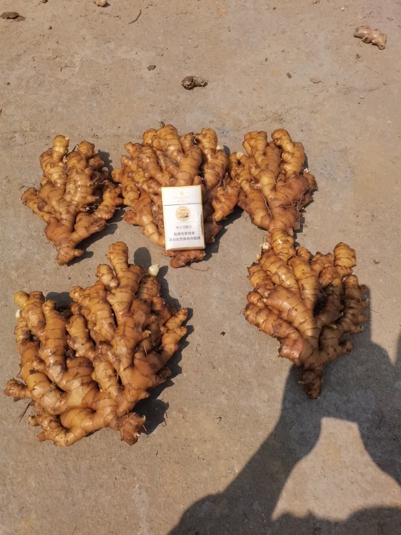 湖南高山姜的品种以小黄姜为主，是小黄姜品种中的佼佼者。