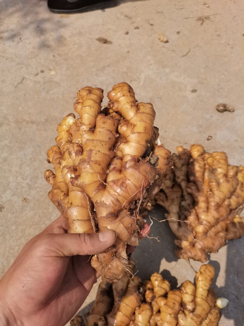 湖南高山姜的品种以小黄姜为主，是小黄姜品种中的佼佼者。