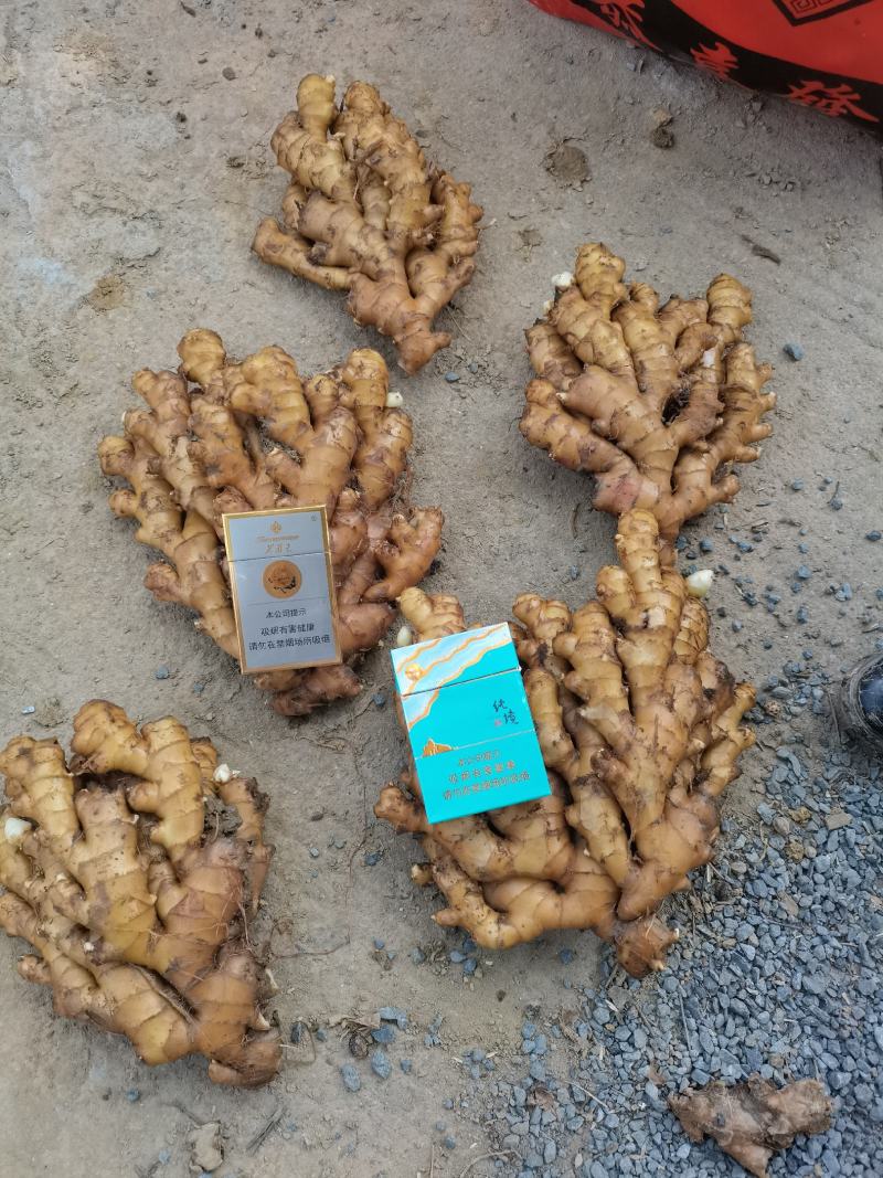 湖南高山姜的品种以小黄姜为主，是小黄姜品种中的佼佼者。