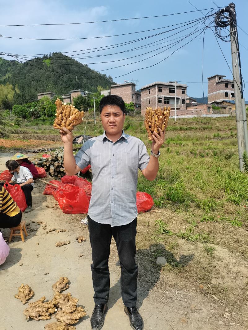 湖南高山姜的品种以小黄姜为主，是小黄姜品种中的佼佼者。