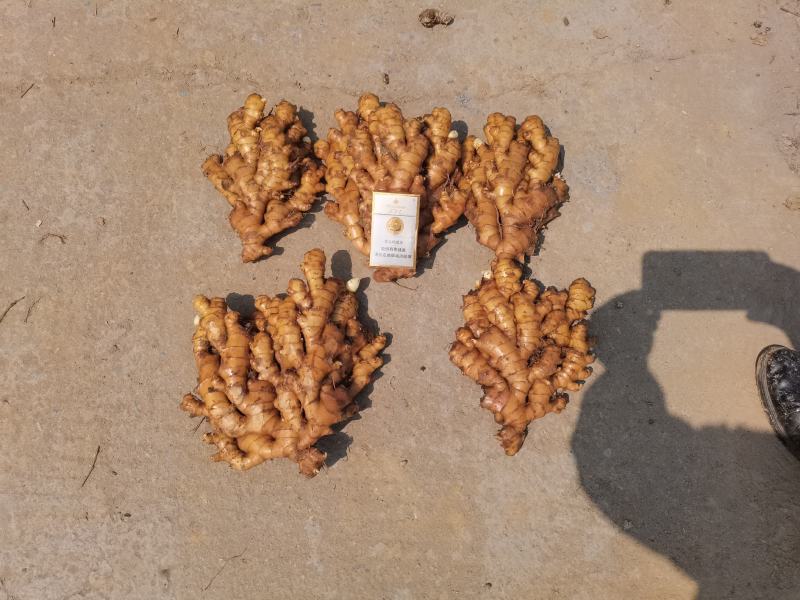 湖南高山姜的品种以小黄姜为主，是小黄姜品种中的佼佼者。