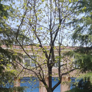 柿子树