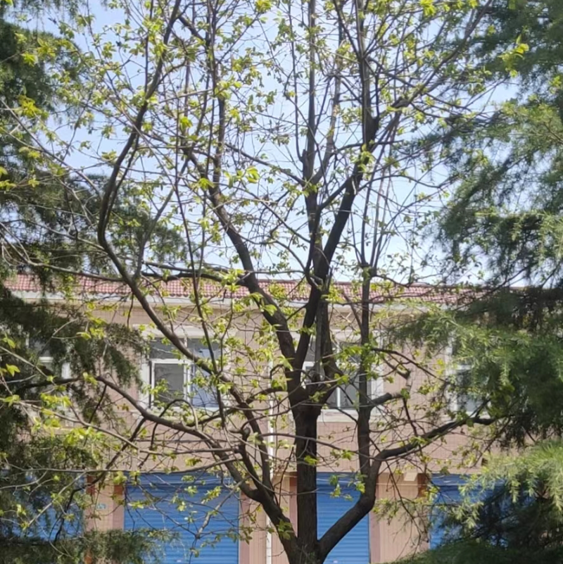 柿子树