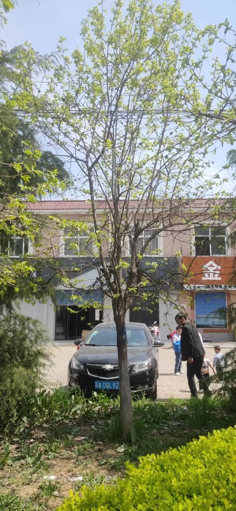 柿子树