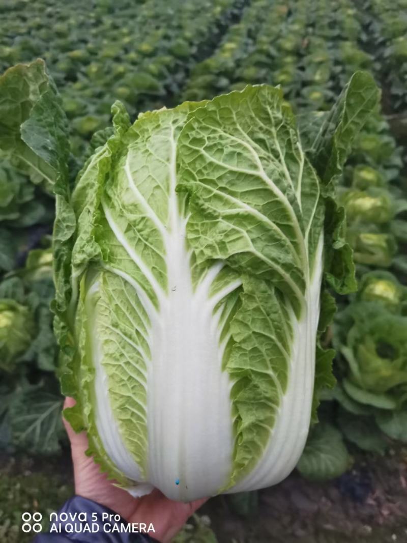 黄心白菜，产地大量供应，货源充足，保质保量，随行就市！