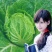 湖北精品黄心大白菜，农家种植量大品质好欢迎咨询