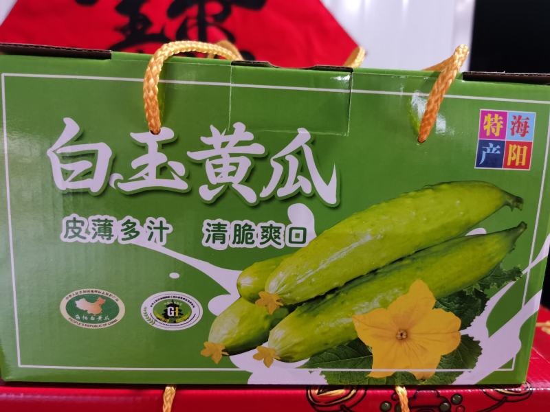 11.22号口感特别脆甜！海阳水果白玉黄瓜，价格低